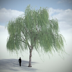 VizPark Real Trees Salix Babylonica V4 